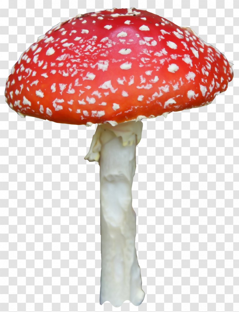 Mushroom Google Images Fairy Tale - Diablo Creative Atmosphere,mushroom Transparent PNG