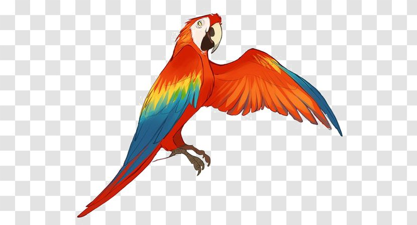 Kinectimals Parrot Macaw Drawing Illustration - Red Transparent PNG