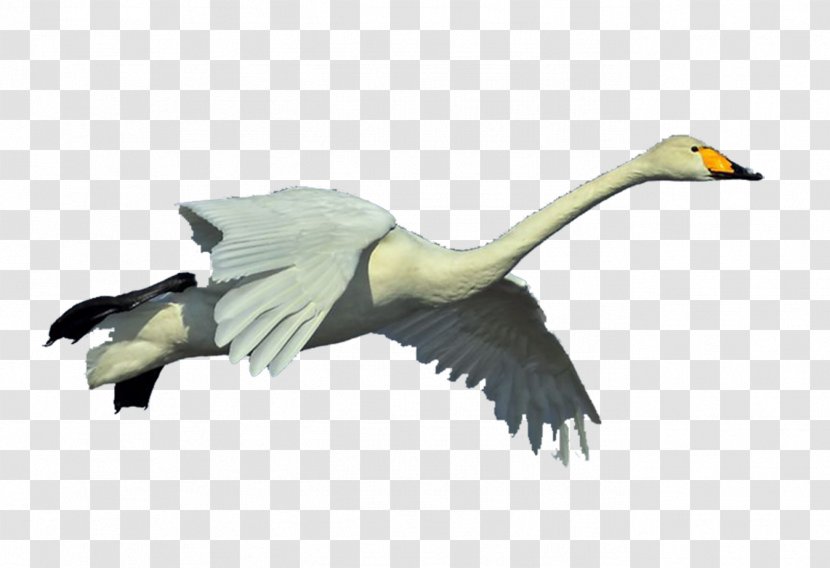 Duck Goose Whooper Swan Bird Pelican - Flying Transparent PNG