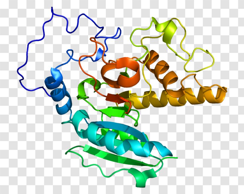 ABO Gene Glycosyltransferase Blood Type - Transfusion Transparent PNG