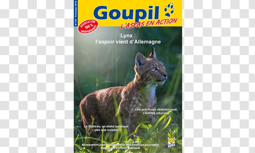 Bobcat Whiskers Ecosystem Fauna - Terrestrial Animal - Cat Transparent PNG