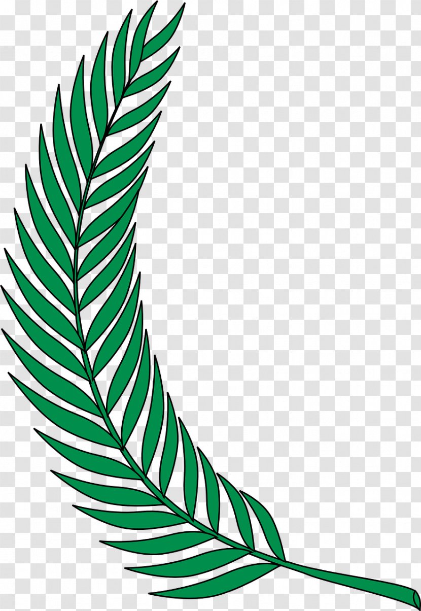 Paper Clip Art - Area - Fern Transparent PNG