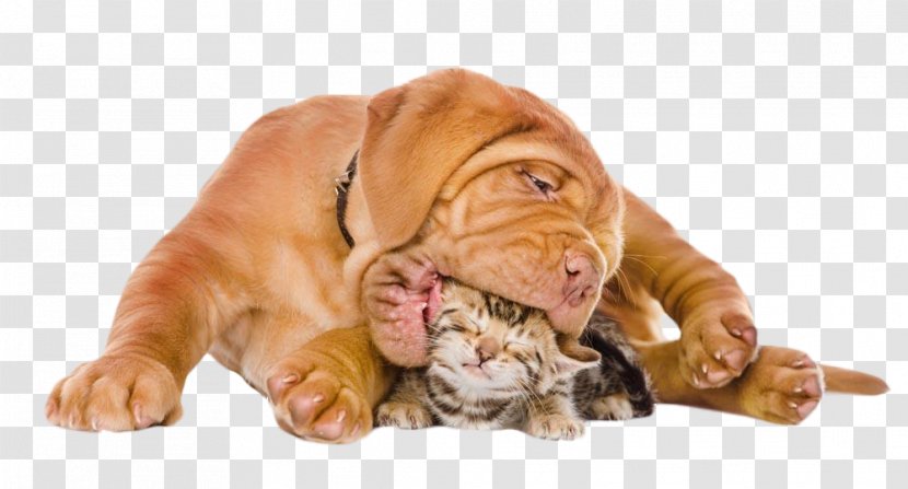 Bengal Cat Puppy Kitten Dog - Breed - Mouthful Of And Kittens Transparent PNG