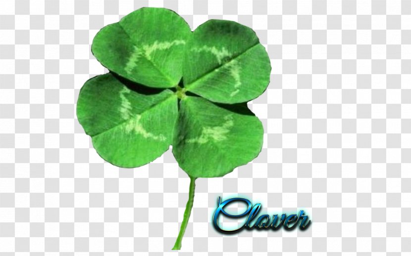Four-leaf Clover Shamrock Iron Cross Saint Patrick's Day Seed - Flower - Sting Do Mites Transparent PNG