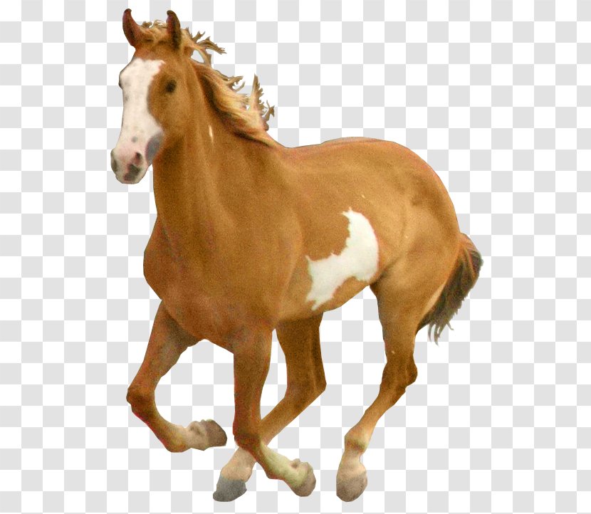Horse - Mustang - Image Transparent PNG