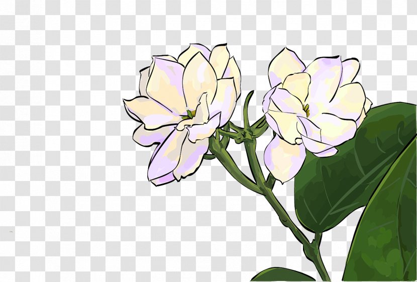 Quanzhou Desktop Wallpaper Flower Illustration Painting - Creative Work - Jasmine Transparent PNG