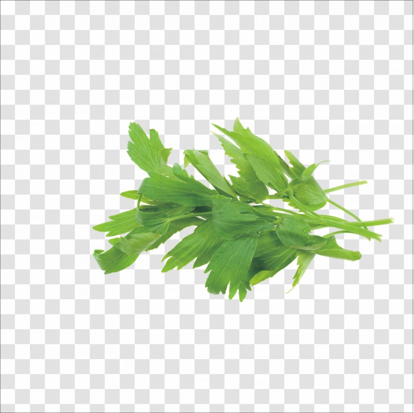 Herb Medicinal Plants Rosemary Marjoram Thyme - Traditional Chinese Medicine - Herbs Transparent PNG