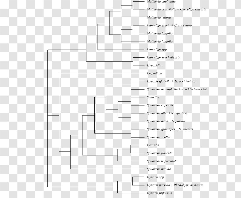 Plasmodium Falciparum Comparative Genomics Genome Chloroquine Gene - Heart - Silhouette Transparent PNG