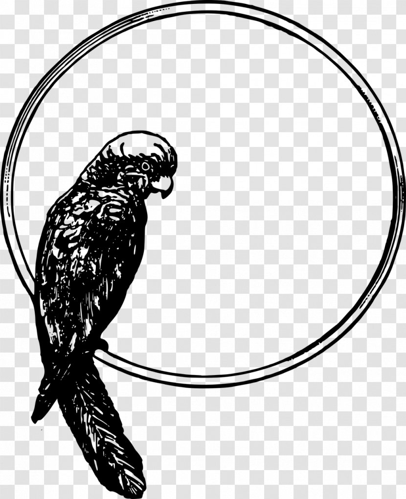 Bird Parrot Drawing Clip Art Transparent PNG