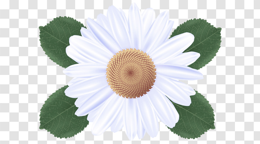 Flower Plant Chamomile Petal Mayweed Transparent PNG