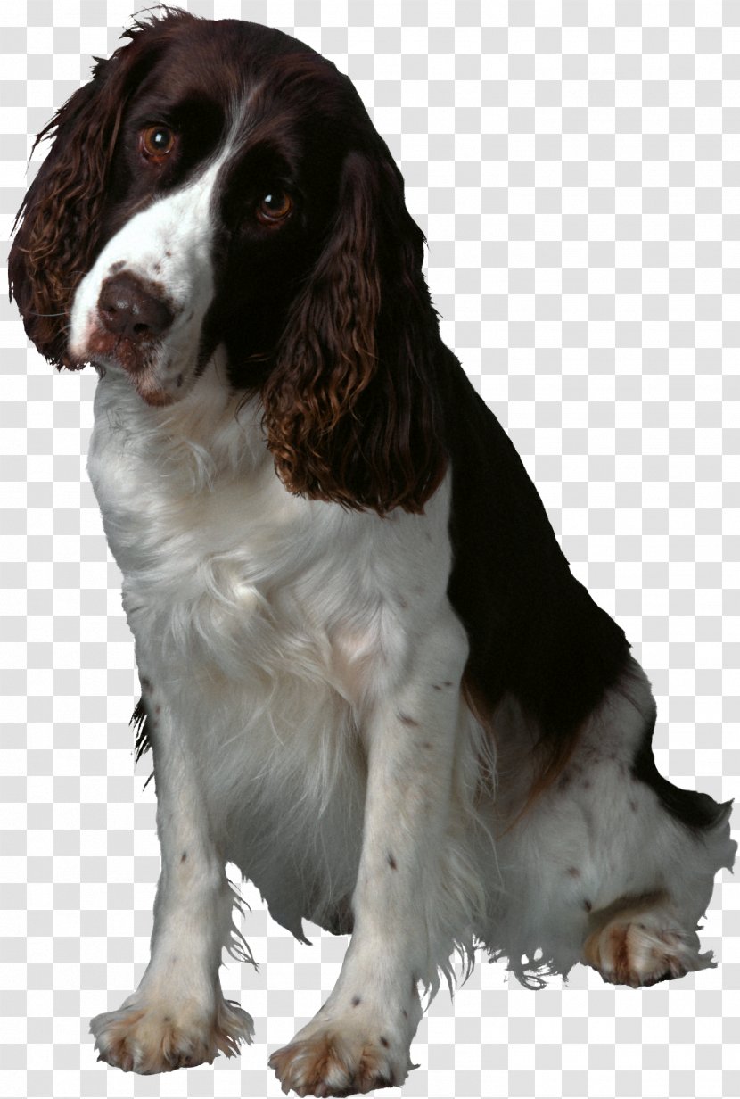 Dog Training Puppy Veterinarian Fort Hill Animal Hospital - Spaniel - White Transparent PNG