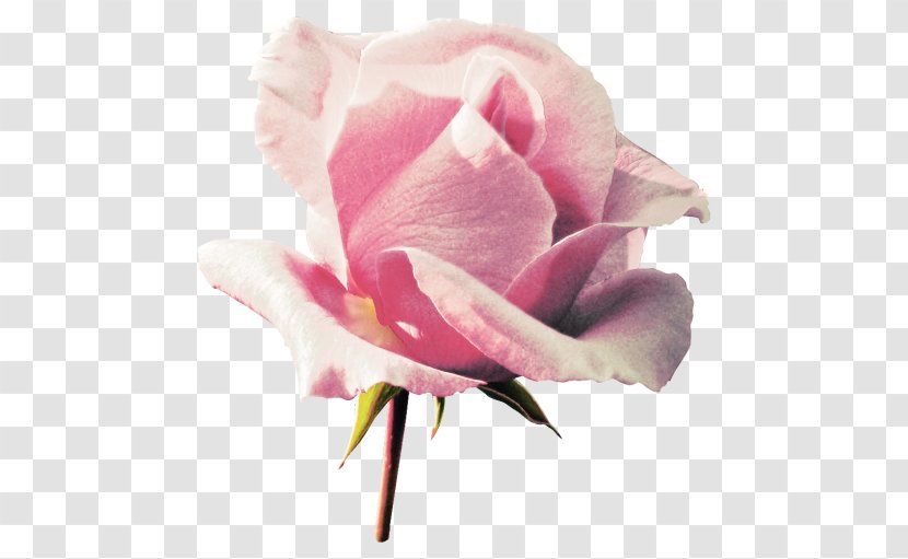 Garden Roses Flower Image Pink Cabbage Rose - Plant - Azalea Picture Transparent PNG