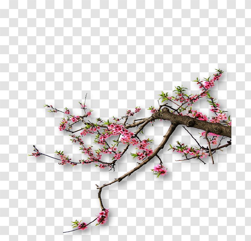 Cherry Blossom - Floral Design - Peach Transparent PNG
