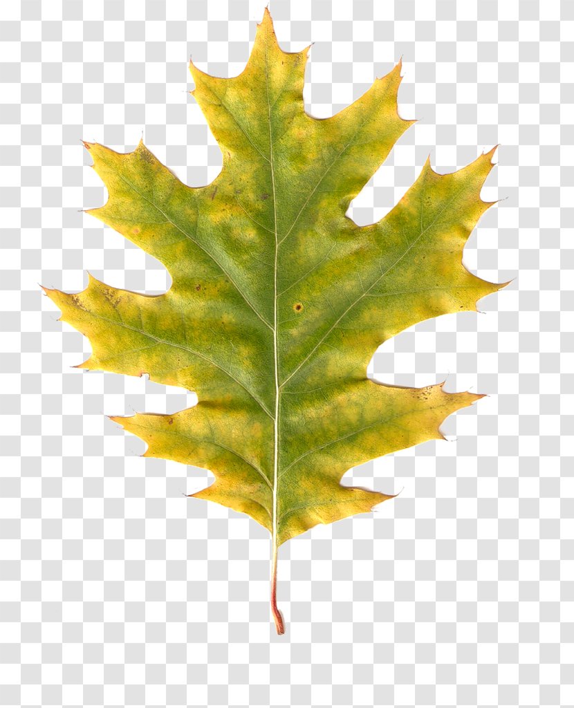 Maple Leaf Autumn Leaves Color Transparent PNG