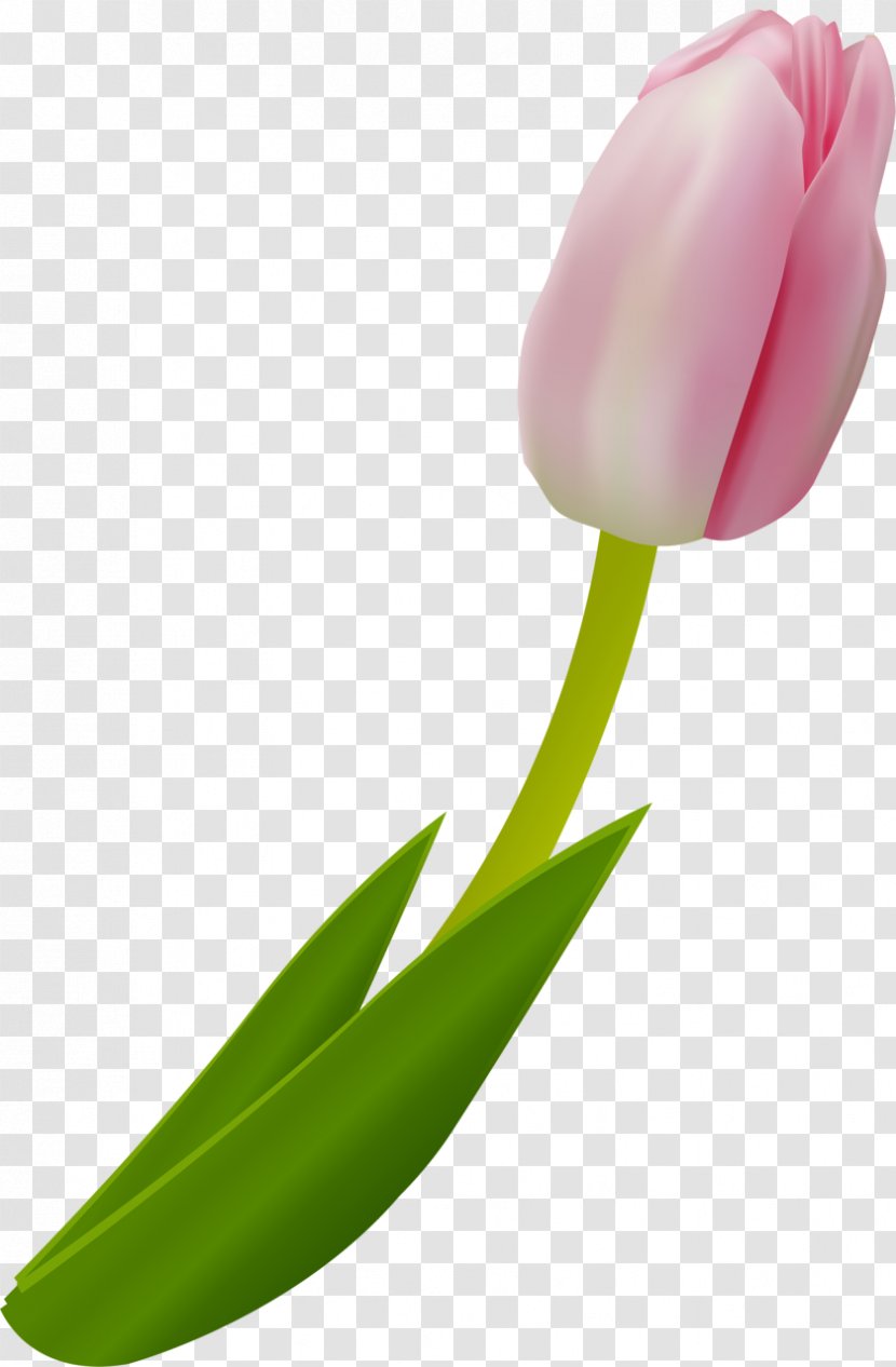 Tulip Cut Flowers Plant Clip Art - Petal Transparent PNG