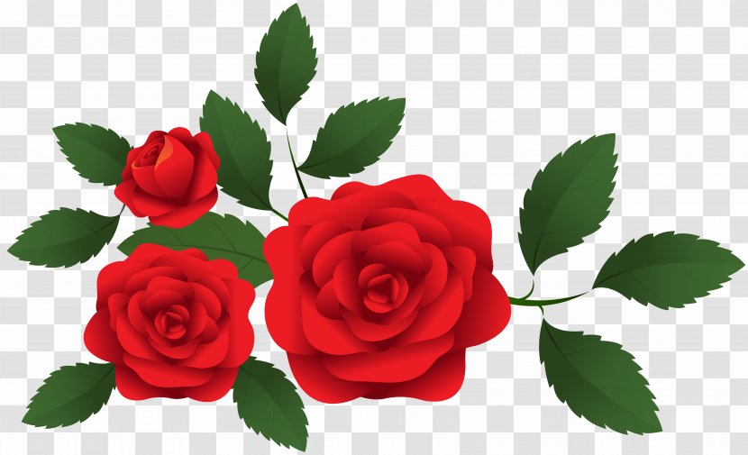 Garden Roses Clip Art - Flower Arranging - Red Decoration Transparent PNG