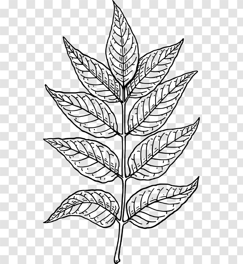 Leaf Line Art Clip - Plant Stem Transparent PNG