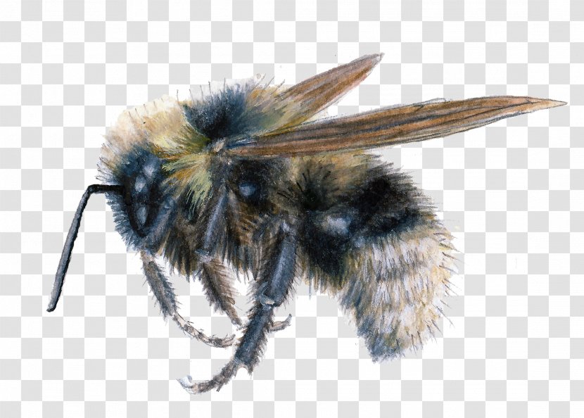 Insect Honey Bee Psithyrus Bombus Fernaldae - Cartoon - BUMBLEBEE Transparent PNG