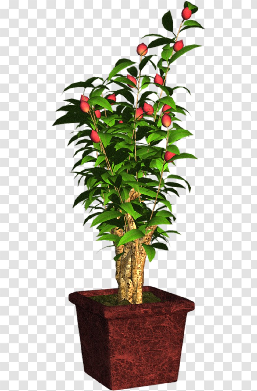Tree Flowerpot Houseplant Shrub Plant Stem Transparent PNG