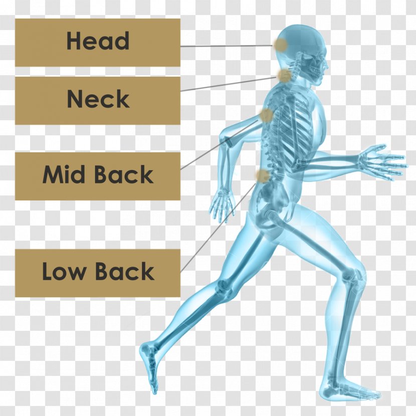 Human Skeleton Running Hip - Frame Transparent PNG