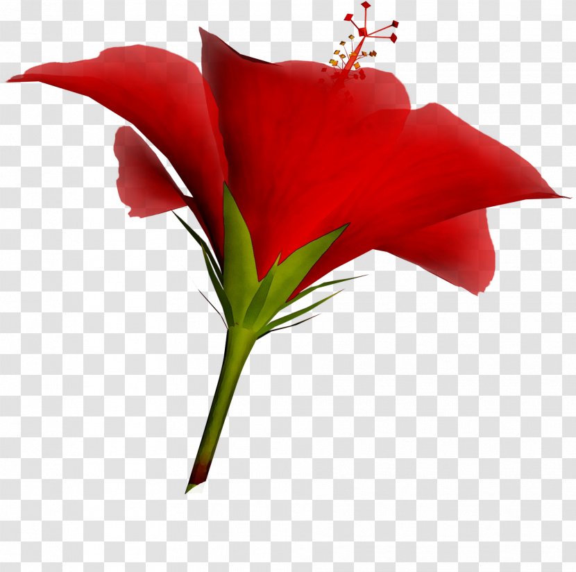 Garden Roses Amaryllis Cut Flowers Jersey Lily - Plants Transparent PNG