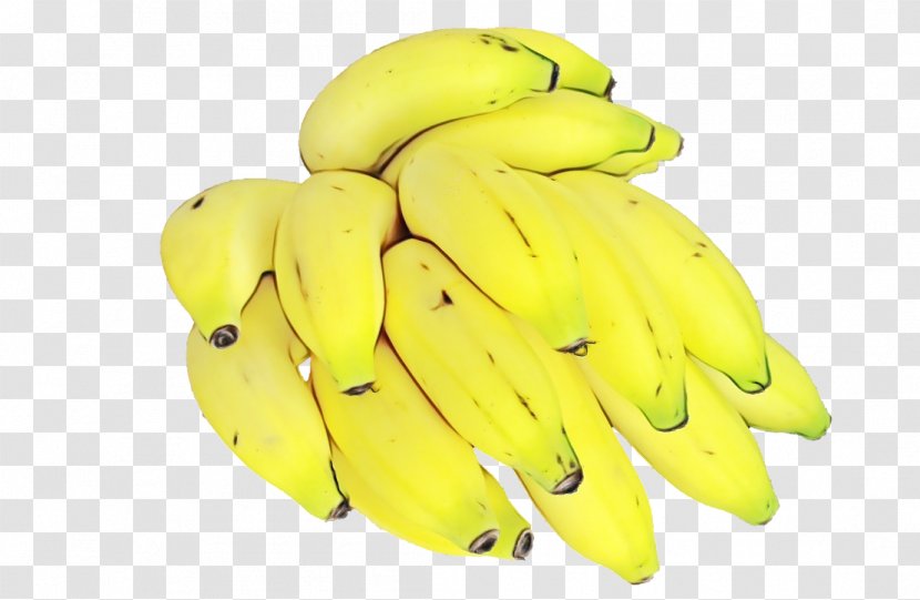 Banana Family Yellow Saba Fruit - Paint - Legume Food Transparent PNG