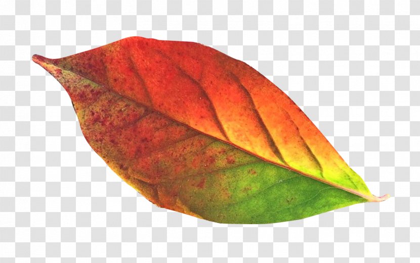 Leaf Clip Art - Green - Autumn Transparent PNG