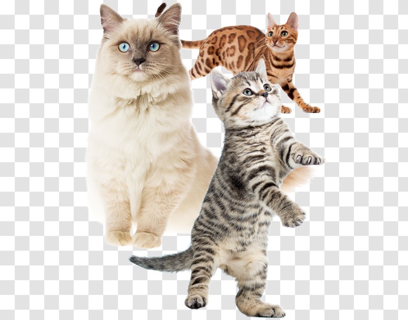 American Shorthair Bobtail Wirehair Kurilian California Spangled - Domestic Shorthaired Cat - Cats Transparent PNG