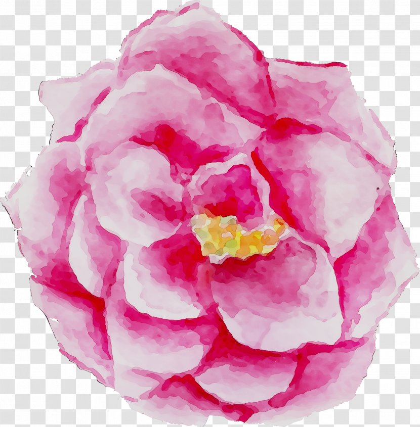 Cabbage Rose Garden Roses Peony Pink M - Petal - Flower Transparent PNG