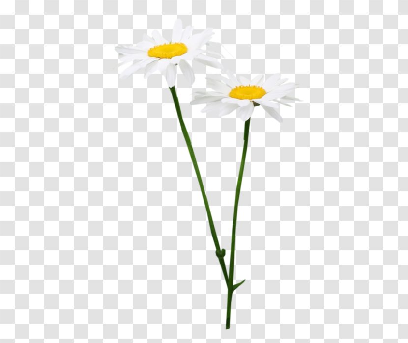 Oxeye Daisy Chrysanthemum Roman Chamomile Russia Petal - Quotation - Chrysanths Transparent PNG
