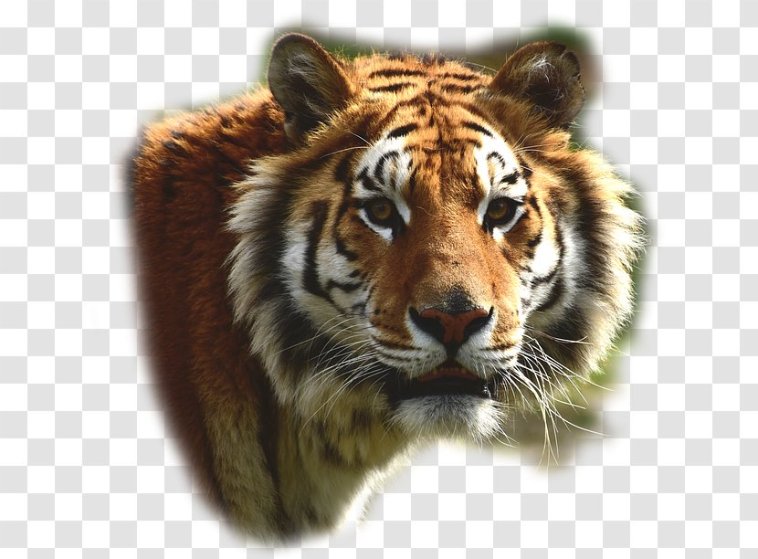Felidae Bengal Tiger Lion Big Cat Leopard Transparent PNG