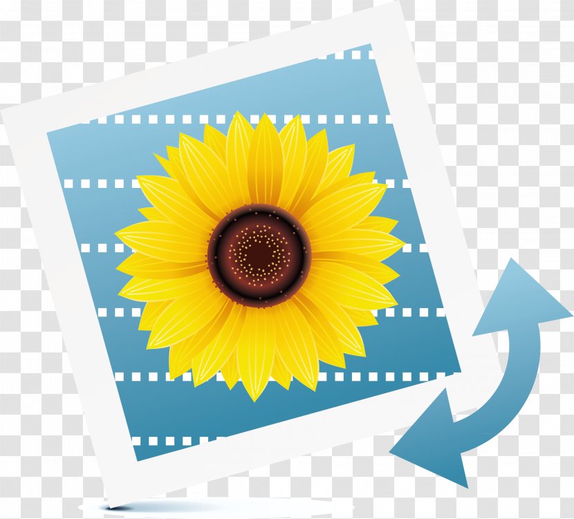 Photography Royalty-free Icon - Flower - Computer Album Page Decoration Transparent PNG