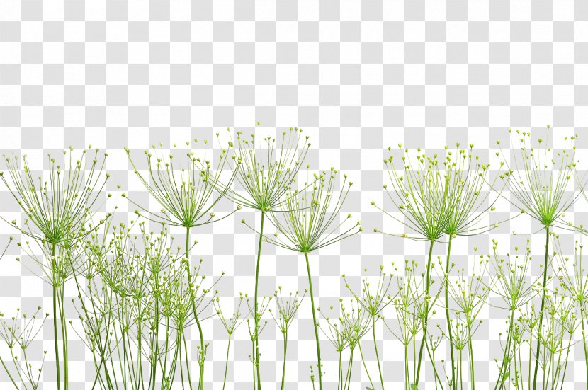 Pixabay Nature Plant Photography - Dandelion Small Fresh Creative Transparent PNG