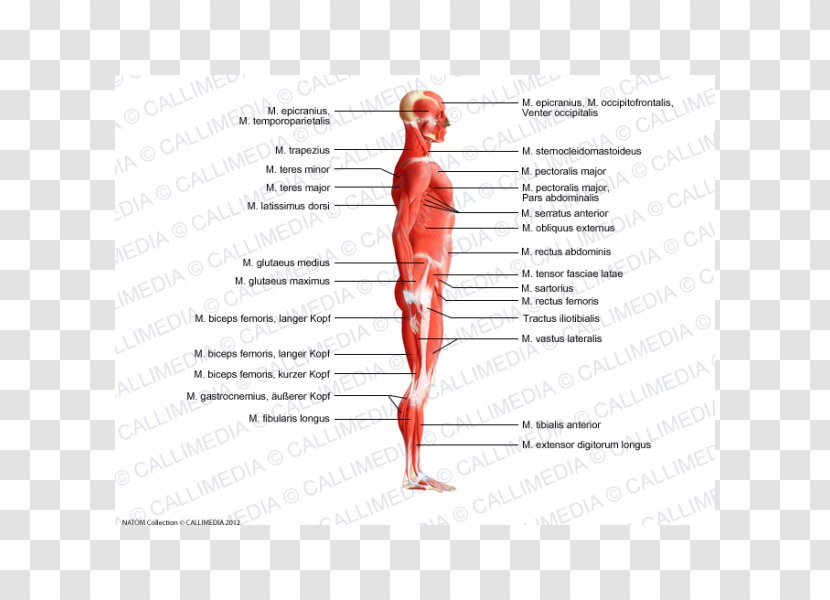 Trapezius Human Body Muscle Anatomy Muscular System - Frame - Biceps Transparent PNG