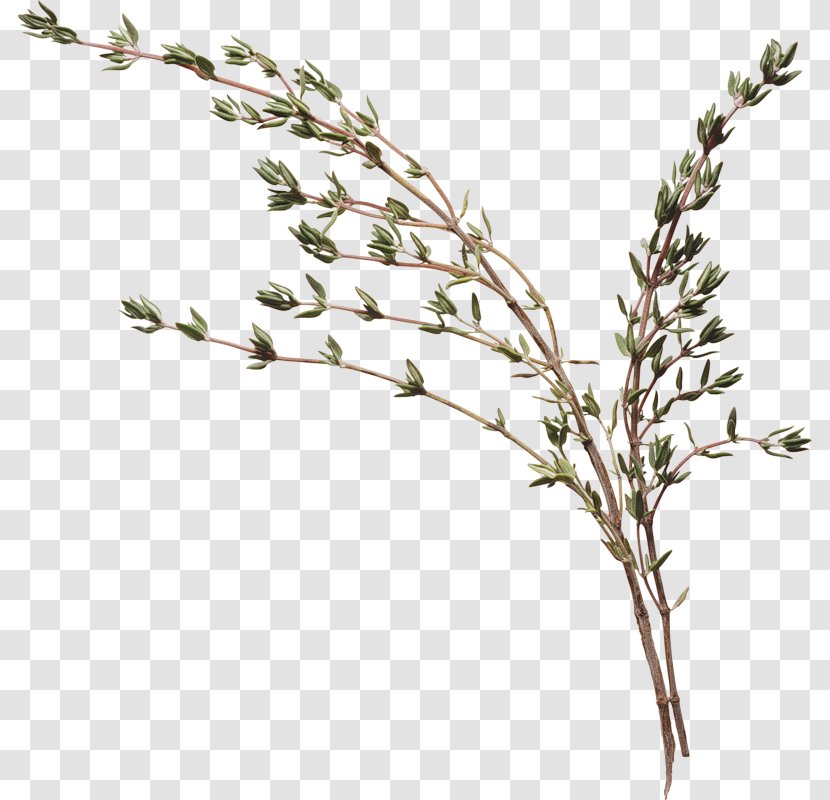 Thyme Organic Food Wat Herb Vegetable Transparent PNG