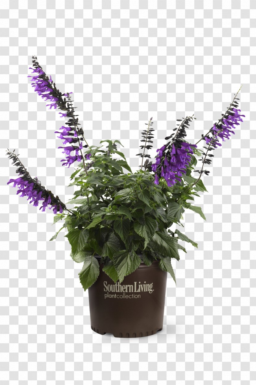 Flowerpot Flowering Plant Herb - Purple - Flower Transparent PNG