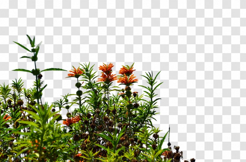 Wildflower - Flora - Bushes Transparent PNG