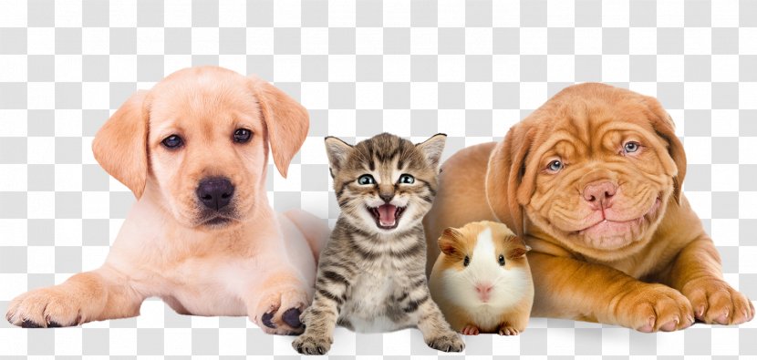 Dog And Cat - Sporting Group - Whiskers Paw Transparent PNG