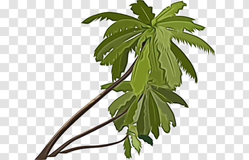 Leaf Plant Flower Flowering Tree - Houseplant - Hemp Transparent PNG