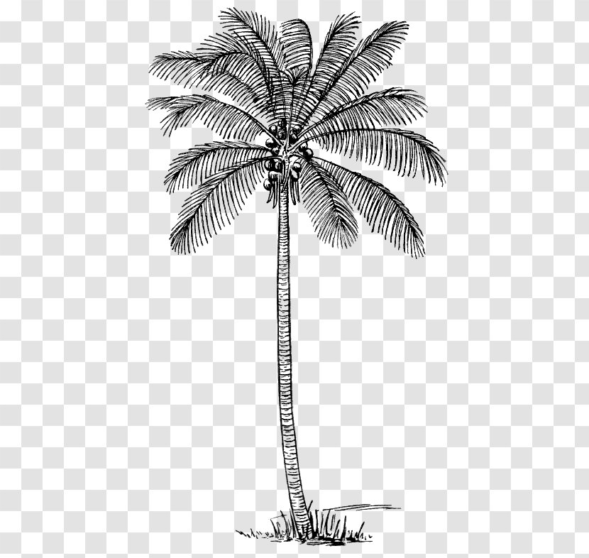 Drawing Arecaceae Coconut Clip Art Transparent PNG