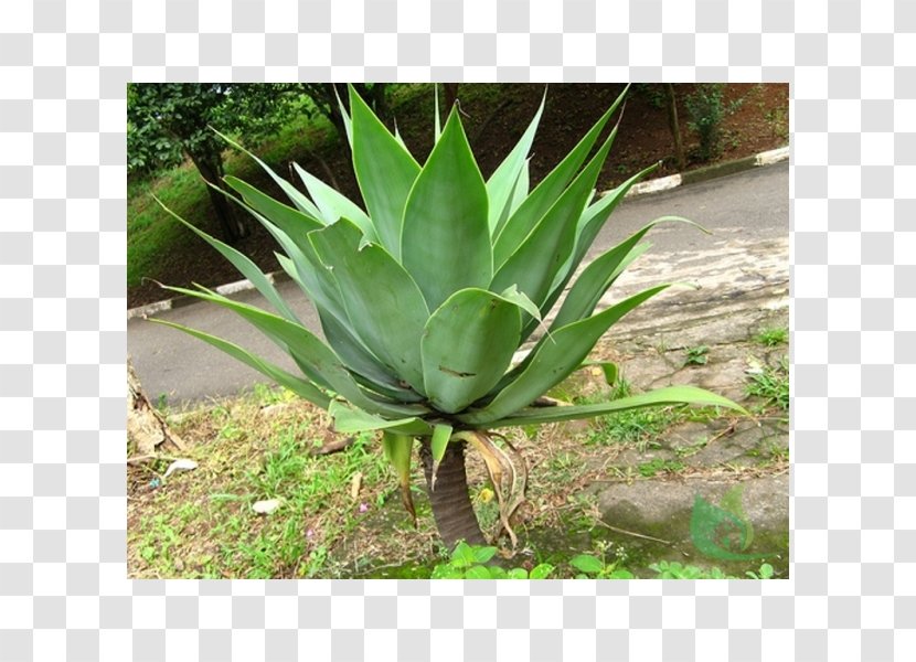 Agave Azul Foxtail Century Plant Tequila Transparent PNG