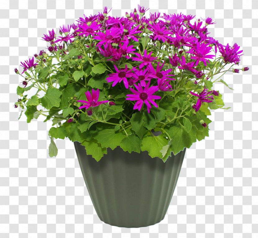 Flowerpot Container Garden Plant - Landscaping - Flower Transparent PNG