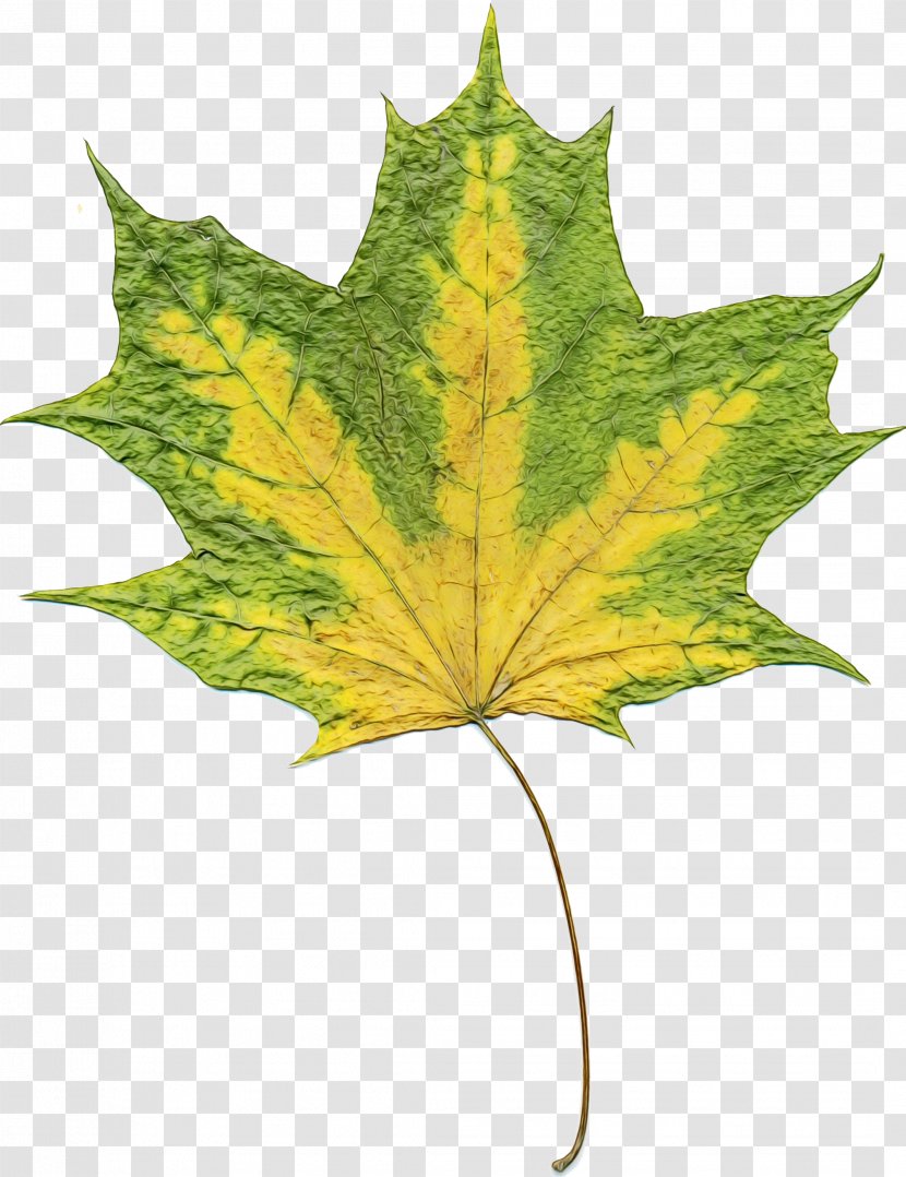 Family Tree Background - Leaf - Perennial Plant Silver Maple Transparent PNG