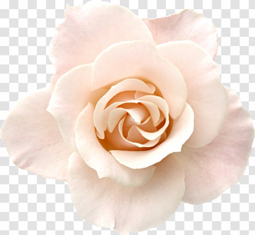 Rose Pink White Desktop Wallpaper Stock Photography - Order - Roses Transparent PNG