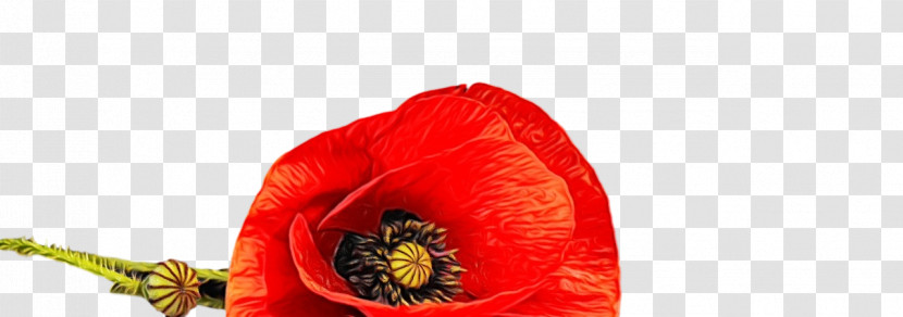 Flower Petal Coquelicot 0jc The Poppy Family Transparent PNG