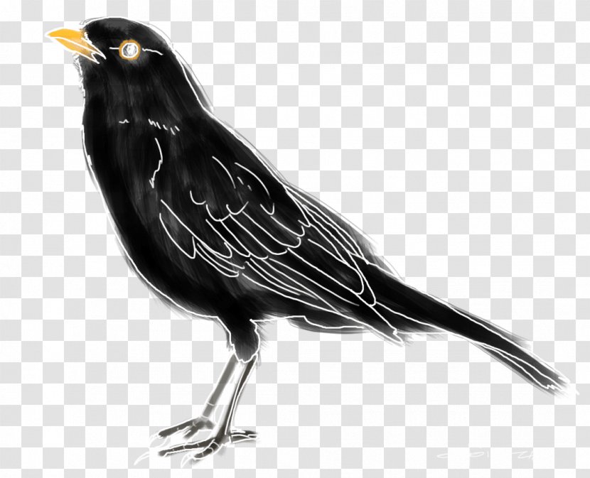 American Crow Common Blackbird Ring Ouzel Black Thrush - Information - Bird Transparent PNG