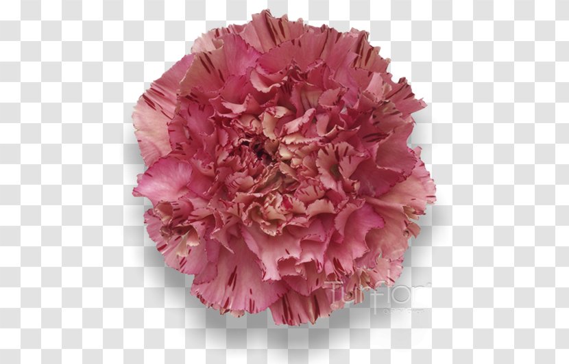 Carnation Pink Purple Lilac Magenta - Peach - Burgundy Flowers Transparent PNG