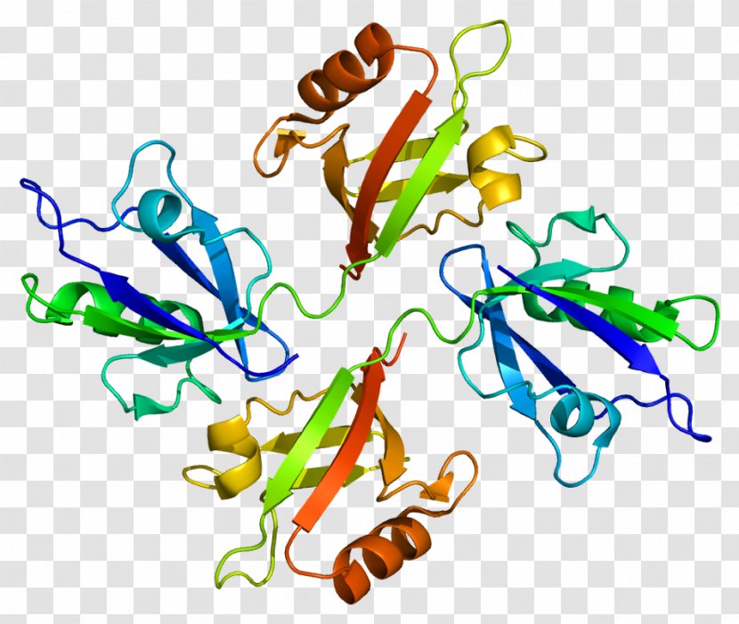 Syntenin-1 TGF Beta 1 SOX4 Protein Receptor - Tree - Watercolor Transparent PNG