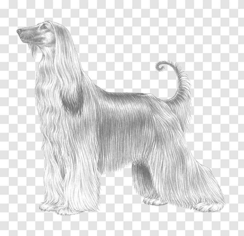 Afghan Hound Scottish Deerhound Tibetan Terrier Bearded Collie Basset - Dog Breed Group Transparent PNG