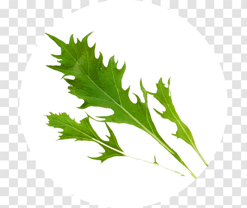 Mizuna Coriander Stock Photography Spring Greens - Parsley - Rocket Salad Transparent PNG